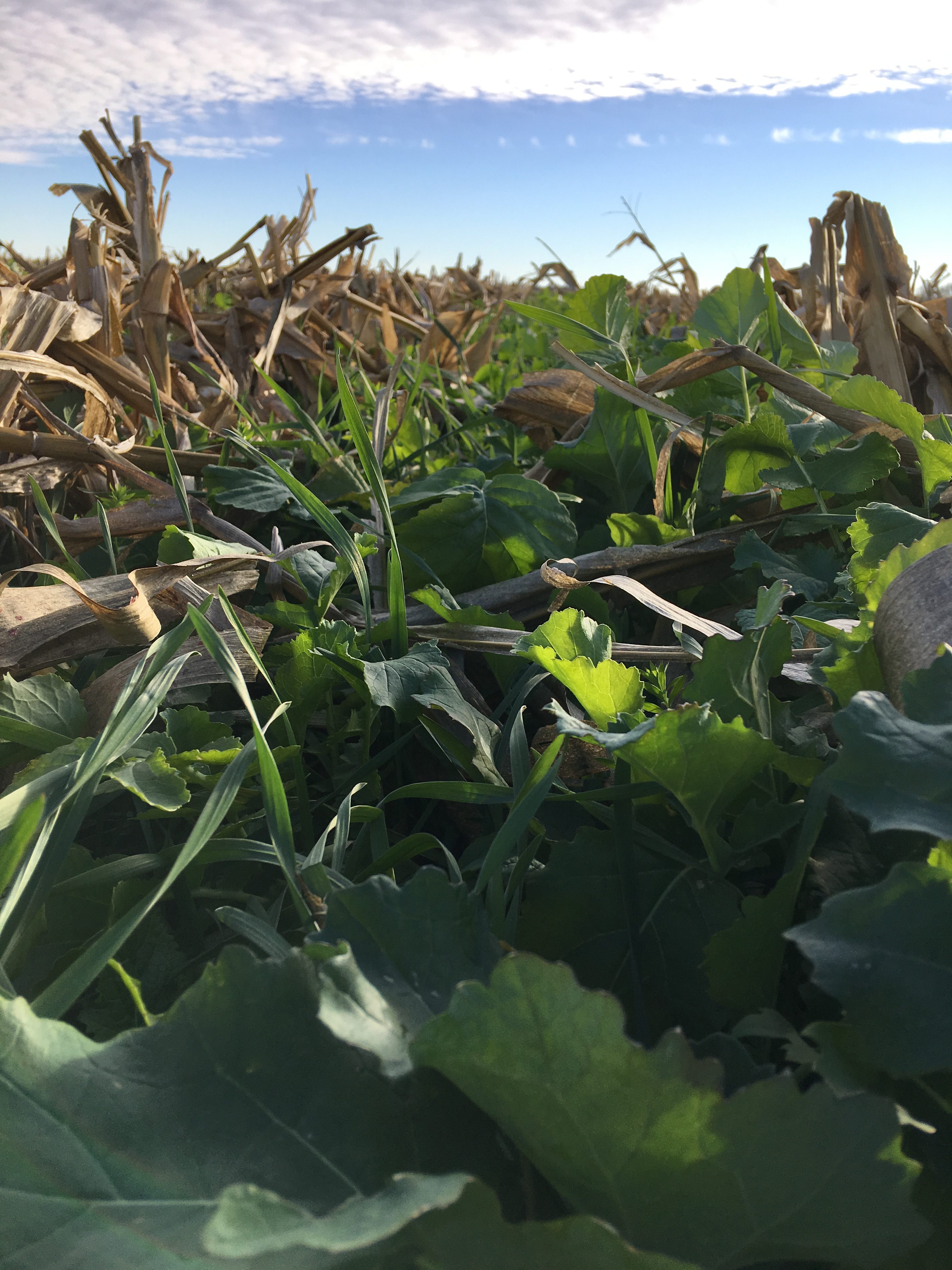 How To Fit Cover Crops Into A Corn-Soybean Rotation - Peterson Farms Seed