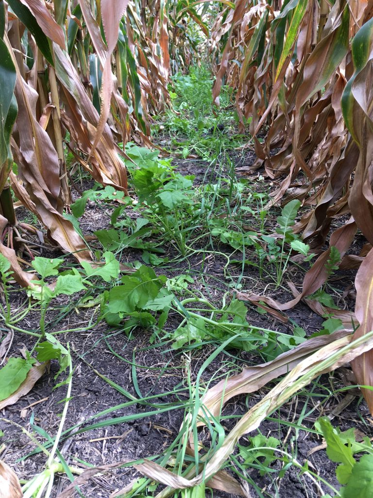 How To Fit Cover Crops Into A Corn-Soybean Rotation - Peterson Farms Seed