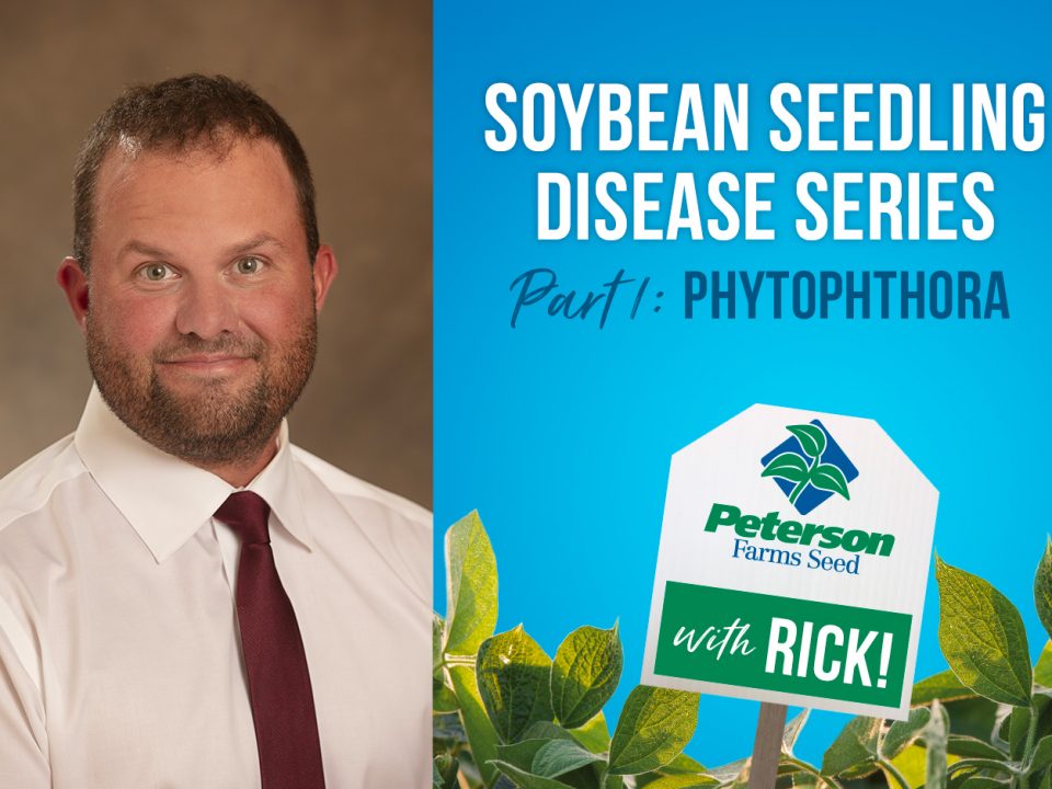 Phytophthora Soybean Seedling Disease